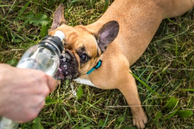 Köpek yazın parkta bir şişeden su içer.