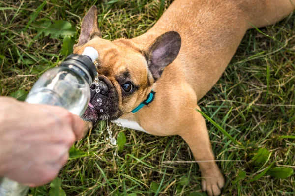 Dog Drinks Water Bottle Park Summer — Stock Photo, Image