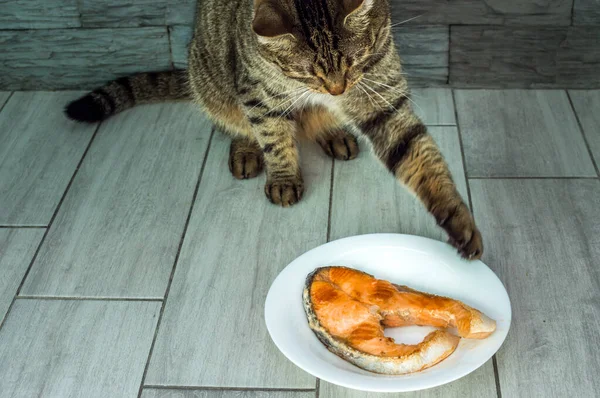 Gato Vai Comer Truta Peixe Frito Prato — Fotografia de Stock