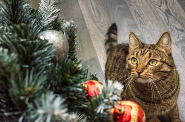 Noel konsepti. Kedi ve süslü Noel ağacı