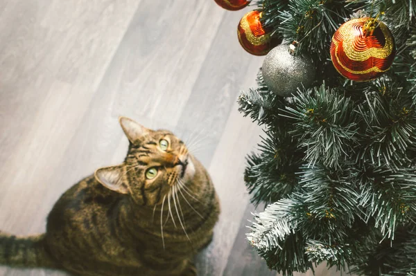 Weihnachtsbaum Und Katze Sitzen Darunter Kopierraum — Stockfoto