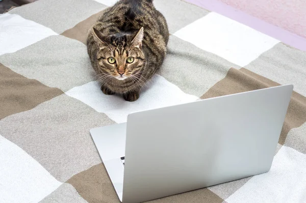 Portrait Cat Bed Next Laptop — Stock Photo, Image