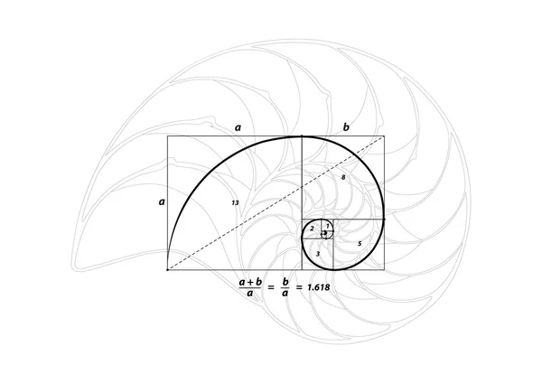 Sección dorada y línea de concha en blanco, vector — Archivo Imágenes Vectoriales