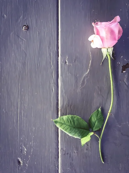 Rose fraîche sur la table en bois — Photo