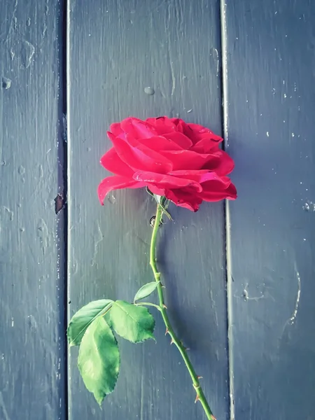 Rose rouge avec des feuilles vertes sur la table en bois — Photo