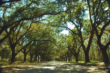 Live Oaks and Spanish Moss clipart