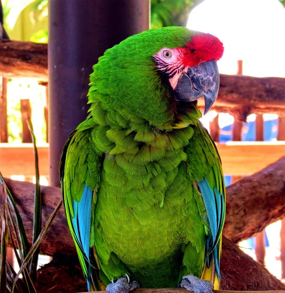 Szivárvány színű papagáj — Stock Fotó