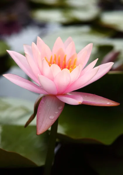 lotos flower in Japanese garden