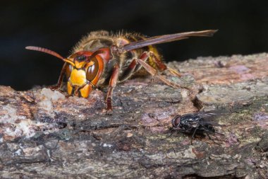 Ağaçta eşek arısı ve bir sinek. Bulanık arkaplan.