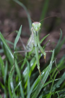 Peygamberdevesi sabırla pusuya yatmış. Doğadaki böceğe yakın.