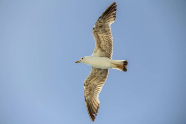 Zarif bir martı, berrak mavi gökyüzüne karşı yükseliyor. Açık havada özgürlüğünü ve huzurunu simgeliyor. Doğayı ve seyahat isteklerini sembolize ediyor..