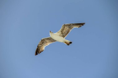 Zarif bir martı, berrak mavi gökyüzüne karşı yükseliyor. Açık havada özgürlüğünü ve huzurunu simgeliyor. Doğayı ve seyahat isteklerini sembolize ediyor..