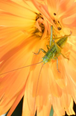 Güzel çekirge bir çiçeğe tünediği sırada desenlerin ve renklerin muhteşem yapısını sergiler..