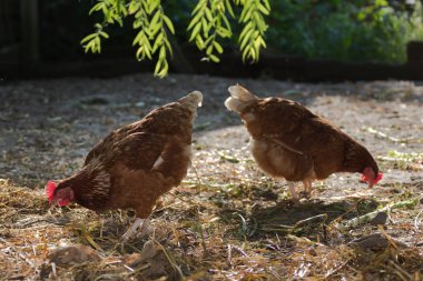 Doğada bir çiftlikte kahverengi tavuk closeup. Ücretsiz aralığı grubundaki tavuklar. Tavuk çiftliği bahçede yürüyüş.