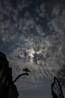 Kuzgun gagasında bir yüzük tutuyor. Alacakaranlıkta karanlık ve korku sahnesi.