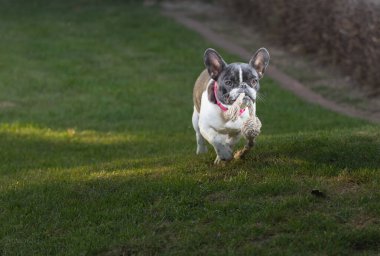 Siyah beyaz şirin bir Fransız Bulldog kafası portresi. Yüzü buruşuk şirin bir ifade. İpi ağzında taşır.