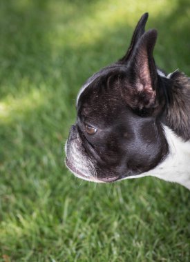 Kırışık suratlı şirin bir siyah beyaz Fransız Bulldog kafası portresi. Geniş açılı mercek yüzünden komik..