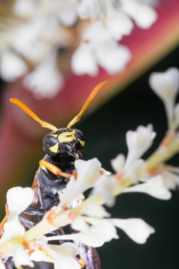 Bahçedeki beyaz çiçeğin eşekarısı. Eşek arısı beyaz çiçekli makroda tatlı arıyor..
