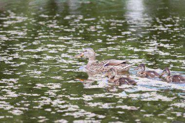 Mallard veya Wild Duck (Anas platyrhynchos). Duck ailesi. Bebekler, yumuşacık.