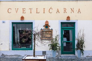 PTUJ, SLOVENIA, 01.04.2026: Büyük bir tiyatronun yanında saksı Noel ağaçları, kaldırım taşları, pastel perdeler ve uzun bir saat kulesinin yer aldığı Avrupa şehir meydanının büyüleyici kış manzarası.