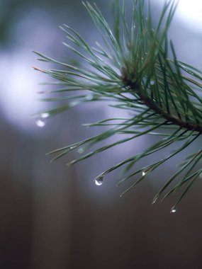 Çam ağacının dalına çiy damlası. Yüksek kalite fotoğraf