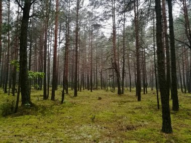 Autumnal forest view. The forest floor is covered in lush, green moss, creating a soft carpet-like texture. The scene is misty, adding a layer of atmospheric depth and obscuring distant views. 