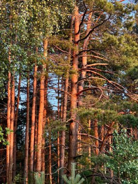Güneş ışığıyla aydınlatılan uzun çam ağaçları gövdelerine sıcak bir ışık saçıyor. Ormanda yoğun yeşil yapraklar ve birbirine karışmış ince dallar bulunur. Güneş ışığı ağaç kabuğunun dokusunu vurgular