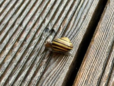 Çizgili kabuklu bir salyangoz ahşap teras zemininde yürüyor. Tahta kalaslar desenli ve yıpranmış, oyukları ve doğal kusurları gösteriyor. Salyangozun kabuğu zıt renklerde eşmerkezli dairesel desenlere sahiptir.