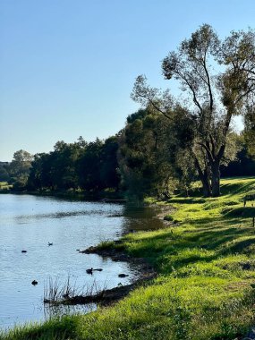 Vievis, Litvanya 'da göl kıyısında. Sakin su üzerinde uzanan uzun ağaçları olan otlak kıyılar. Kıyı şeridinde birkaç ördek görünüyor. Gökyüzü açık, güneş ışığının yere yumuşak gölgeler saçmasına izin veriyor..