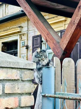 Uzun kürklü tüylü tüylü bir kedi, bir tuğla sütun ve ahşap bir bölüm arasına yerleştirilmiş bir çitin üzerine tünemiştir. Çit, metal ve ahşap elementleri birleştirip kırsal bir görünüm yaratıyor. Kedinin arkasında, kemerli pencereli dokulu taş bir bina var.