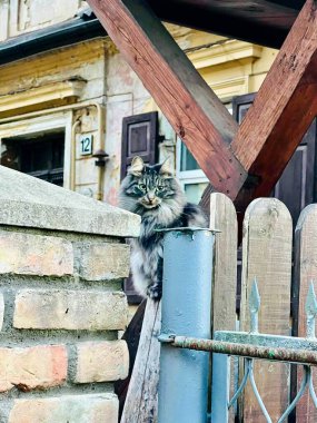 Uzun kürklü tüylü tüylü bir kedi, bir tuğla sütun ve ahşap bir bölüm arasına yerleştirilmiş bir çitin üzerine tünemiştir. Çit, metal ve ahşap elementleri birleştirip kırsal bir görünüm yaratıyor. Kedinin arkasında, kemerli pencereli dokulu taş bir bina var.