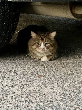 Yeşil gözlü tüylü bir tekir kedi bir arabanın altında yatıyor, kısmen aracın gölgesi altında. Kedi çakıllı bir yüzeyde, ön pençeleri vücudunun altında, tetikte ve ihtiyatlı görünüyor..