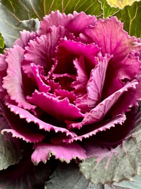 Çiçek açan lahana (Brassica oleracea) olarak da bilinen canlı süs lahanası, mor ve yeşilin zengin tonlarında gür, dalgalı yapraklarla. Merkezi rosette koyu morumsu renkler gösterilirken, dış yapraklarda mor renkte yeşil bir eğim var.