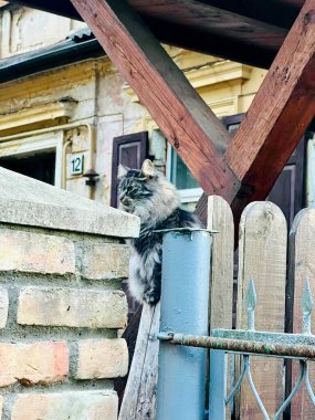 Uzun kürklü tüylü tüylü gri bir kedi ahşap bir çitin üzerinde oturur. Çit, açık renkli taş veya beton kapaklı bir tuğla yapıya bitişiktir. Çitin arkasında, dış görünüşü eskimiş bir bina var.