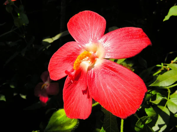 Тип Красного Цветка Гибискуса — стоковое фото