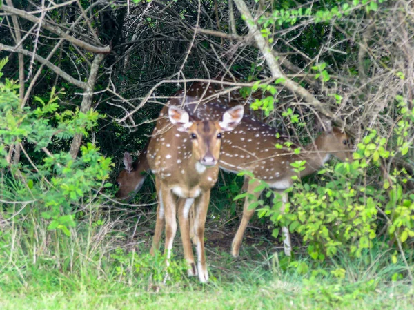 Cervi Dalla Coda Bianca Nella Foresta Riserva Bhandipur India — Foto Stock