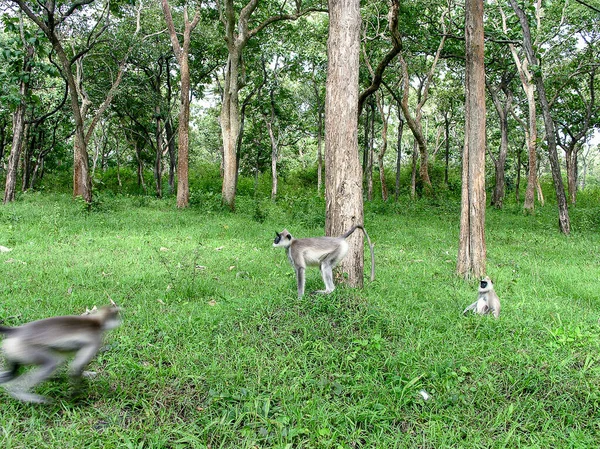 Faccia Nera Languri Grigi Coda Lunga Chiamati Anche Hanuman Langurs — Foto Stock