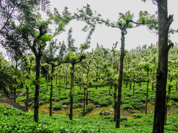 Пышные Сады Зеленого Чая Ути Индия Серебряными Дубами — стоковое фото