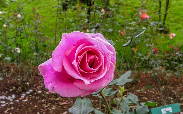 Ροζ Τριαντάφυλλο Από Τον Κήπο Ooty Rose Ινδία — Φωτογραφία Αρχείου