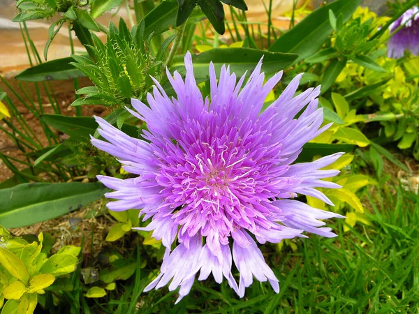 Stokesia Laevis Flores También Conocidas Como Stokes Aster Jardín Ooty —  Fotos de Stock