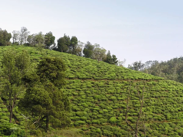 Садовники Чая Муннаре Керала Индия — стоковое фото