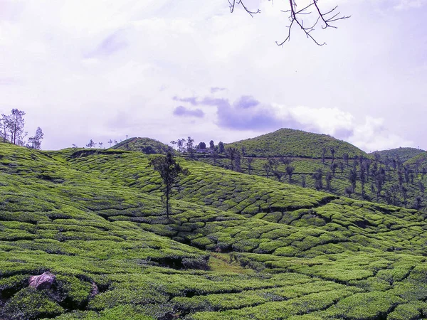 Jardins Thé Munnar Kerala Inde — Photo
