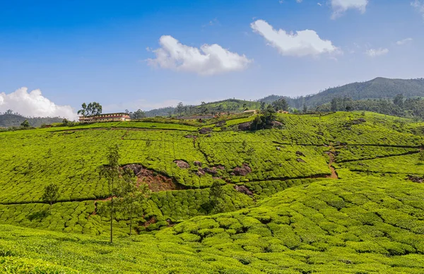 Belleza Escénica Los Jardines Las Colinas Munnar Kerala India — Foto de Stock