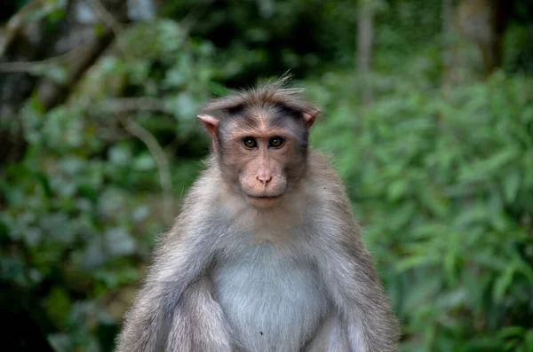 Macaco Humor Descontraído — Fotografia de Stock