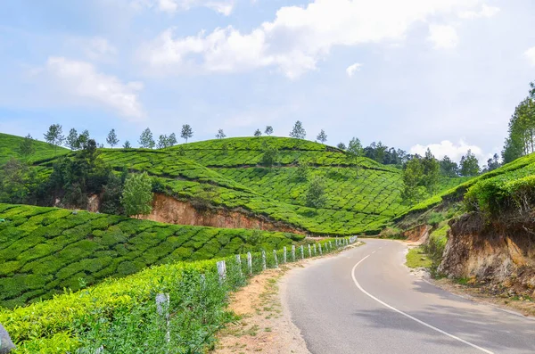 Estrada Campo Sinuosa Através Jardim Chá Munnar Índia — Fotografia de Stock