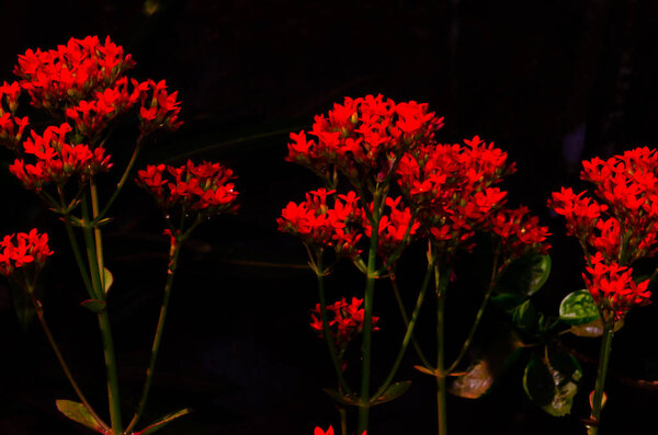 Kalanchoe blossfeldiana flowers, also known as laming Katy, Christmas kalanchoe, florist kalanchoe and Madagascar widow's-thrill