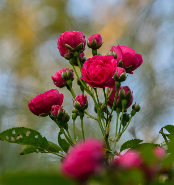 Ένα Μάτσο Κόκκινα Τριαντάφυλλα Στο Φυτό — Φωτογραφία Αρχείου