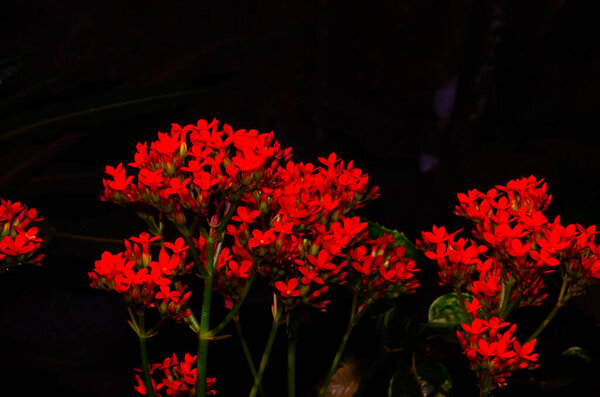 Kalanchoe blossfeldiana flowers, also known as laming Katy, Christmas kalanchoe, florist kalanchoe and Madagascar widow's-thrill