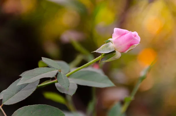 Ροζ Τριαντάφυλλο Φύλλα — Φωτογραφία Αρχείου