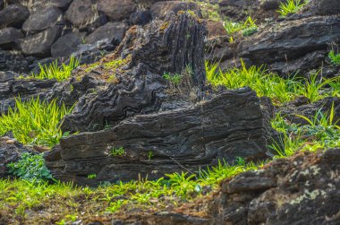 Hindistan 'ın Chikmagalur kentindeki Baba Budangiri dağlarında demir cevheri yatakları var.